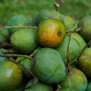 হিমসাগর আম ( ২০ কেজি )