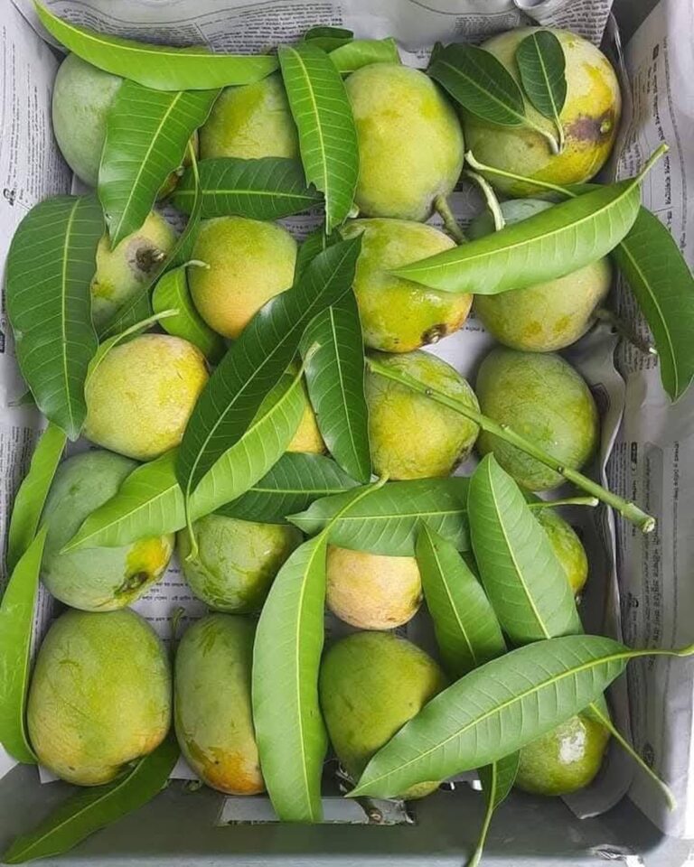 mango_slider_1.jpg