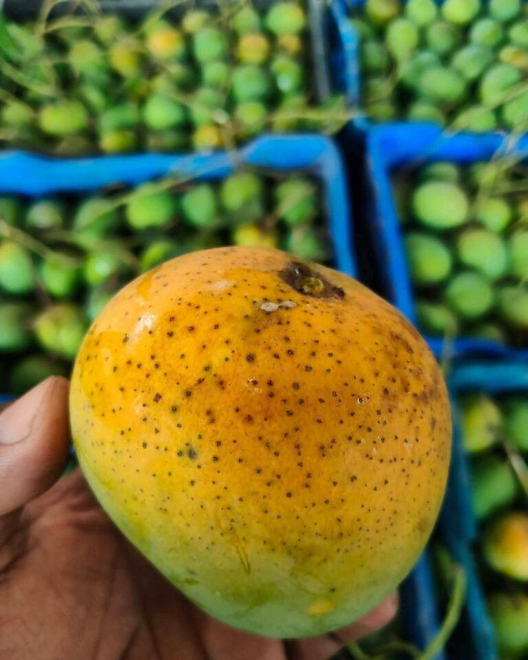 mango_slider_11.jpg