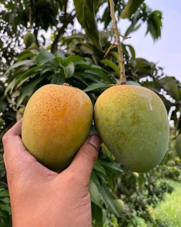 mango_slider_12.jpg