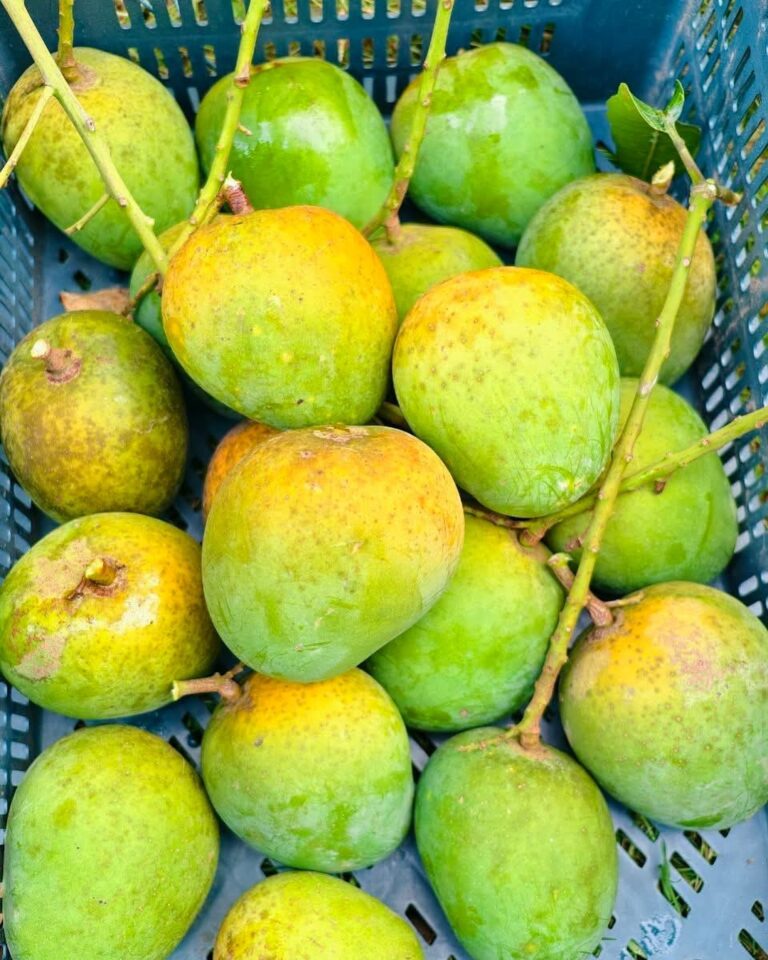 mango_slider_3.jpg