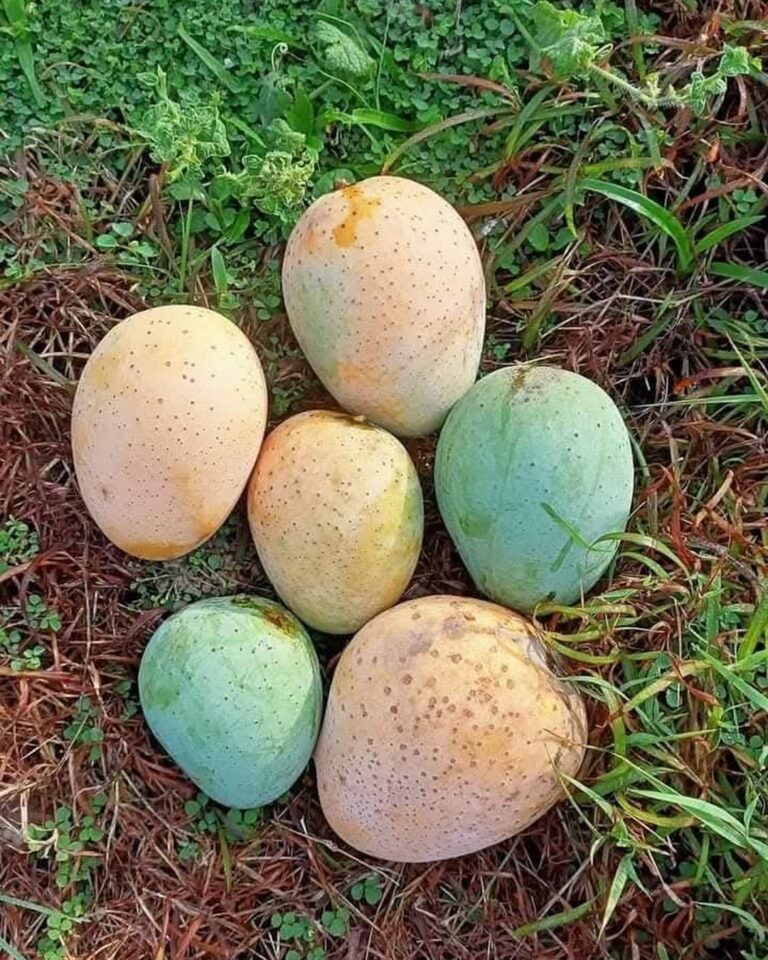 mango_slider_4.jpg