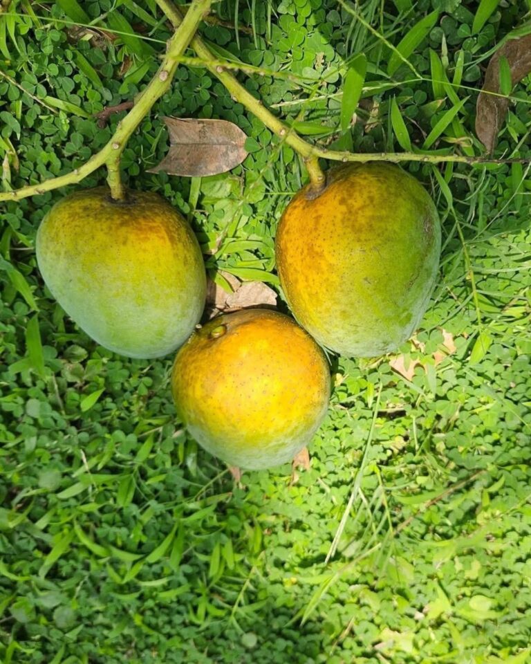 mango_slider_5.jpg