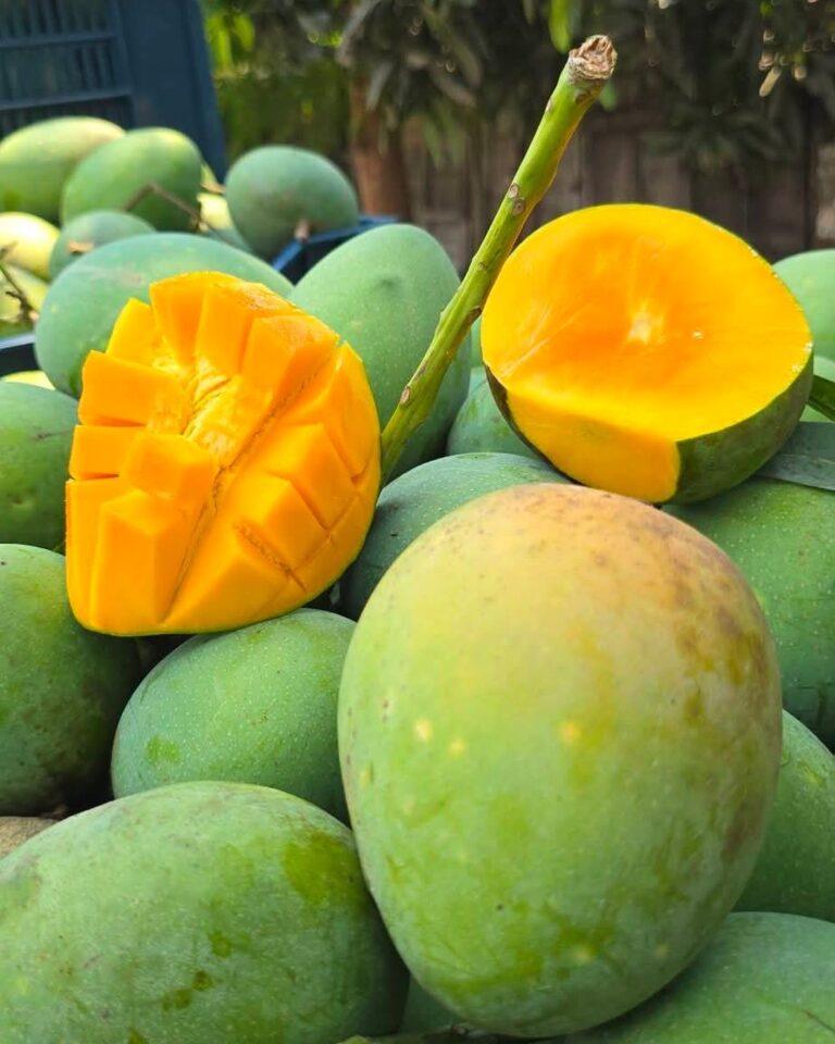 mango_slider_7.jpg